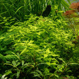 Load image into Gallery viewer, Ludwigia palustris &#39;Green&#39;