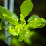 Load image into Gallery viewer, Ludwigia palustris &#39;Green&#39;