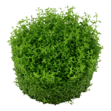Load image into Gallery viewer, 1-2-Grow! Hemianthus callitrichoides 'Cuba'