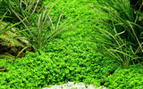 Load image into Gallery viewer, 1-2-Grow! Hemianthus callitrichoides 'Cuba'