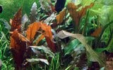 Load image into Gallery viewer, 1-2-Grow! Cryptocoryne wendtii 'Mi Oya'