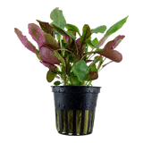 Load image into Gallery viewer, Lobelia cardinalis