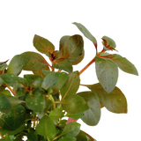 Load image into Gallery viewer, Ludwigia repens 'Rubin'