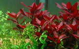 Load image into Gallery viewer, Ludwigia repens 'Rubin'