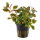 Load image into Gallery viewer, Ludwigia repens 'Rubin'