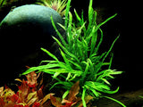 Load image into Gallery viewer, Microsorum pteropus 'Trident'