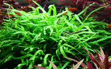 Load image into Gallery viewer, Microsorum pteropus 'Trident'