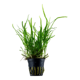 Load image into Gallery viewer, Microsorum pteropus 'Trident'