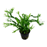 Load image into Gallery viewer, Microsorum pteropus 'Windeløv'