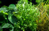 Load image into Gallery viewer, Microsorum pteropus 'Windeløv'