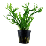 Load image into Gallery viewer, Microsorum pteropus 'Windeløv'
