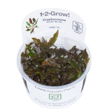 Load image into Gallery viewer, 1-2-Grow! Cryptocoryne wendtii 'Mi Oya'